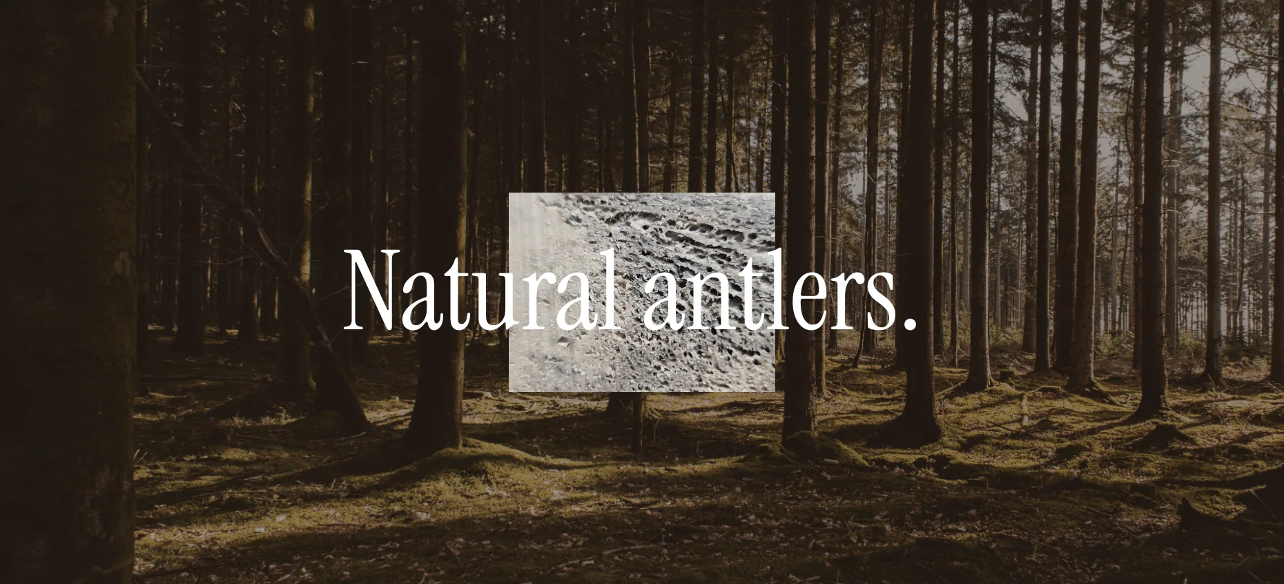 Hasło „Natural antlers.” na zdjęciu ciemnego lasu, z kadrem przekroju poroża pośrodku.
