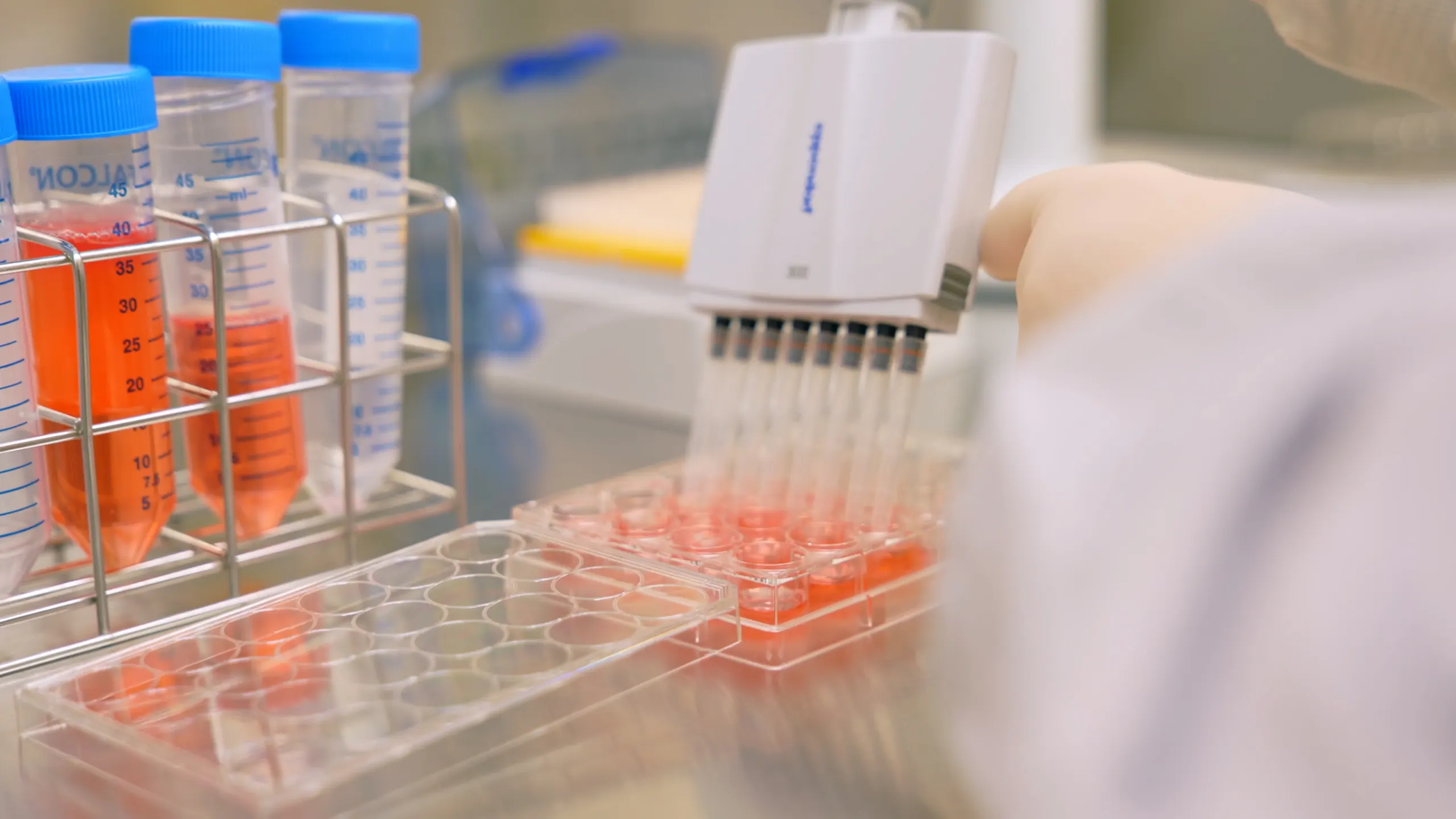 Pipeta wielokanałowa nad płytką z hodowlą komórkową w laboratorium PolTREG